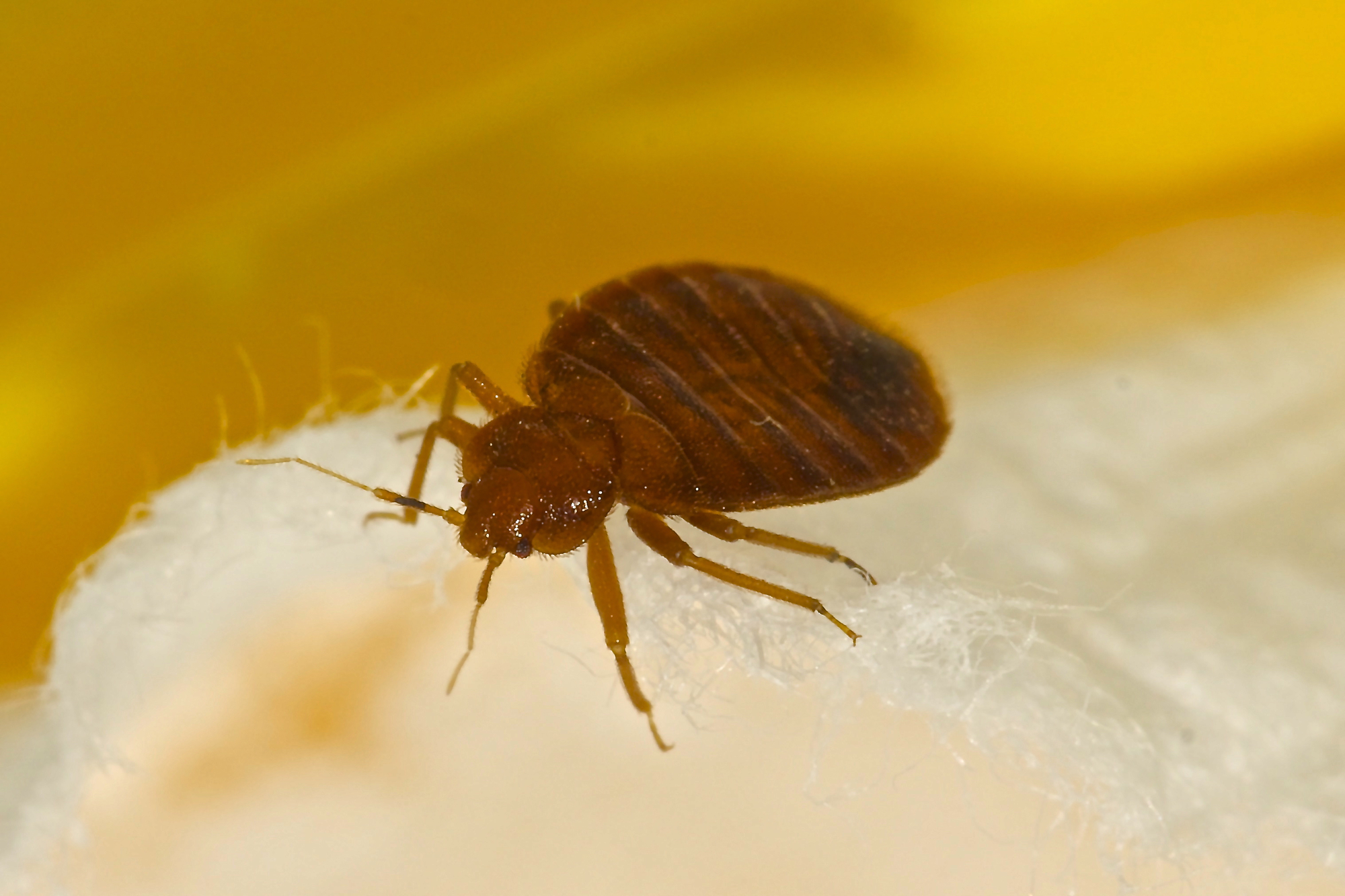 bed bug pest control
