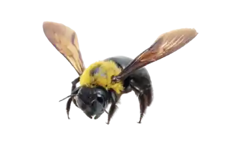 Carpenter bees like this are easy to exterminate with professional pest control service