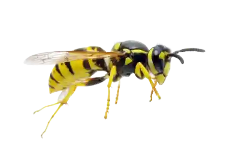 Yellow Jackets like this are easy to exterminate with professional pest control service