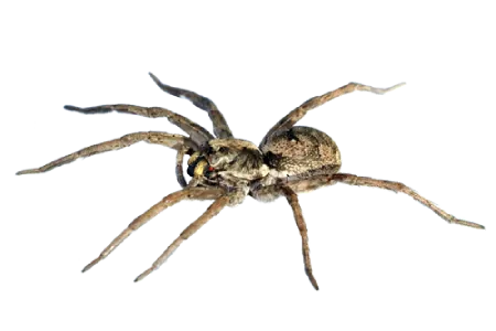 Spiders like this are easy to exterminate with professional pest control service