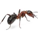 Ants like this are easy to exterminate with professional pest control service