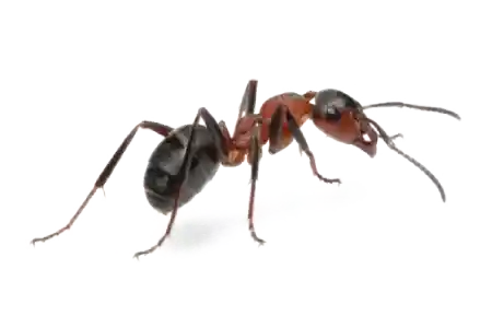 Ants like this are easy to exterminate with professional pest control service