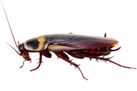 Cockroaches like this are easy to exterminate with professional pest control service