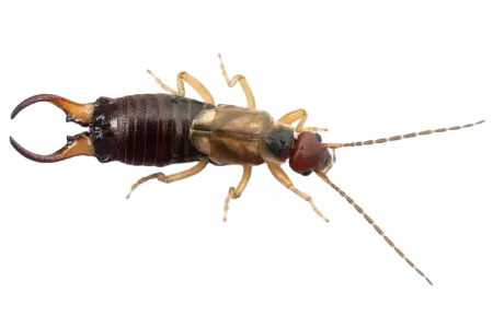 Earwigs like this are easy to exterminate with professional pest control service