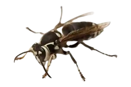 Hornets like this are easy to exterminate with professional pest control service
