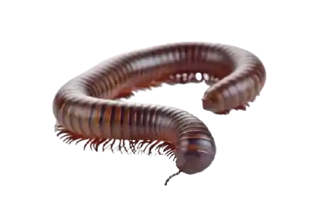 Millipedes like this are easy to exterminate with professional pest control service