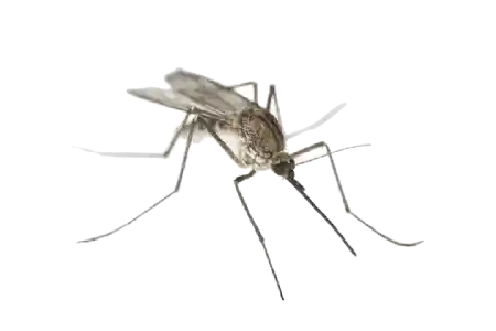 Mosquitos like this require professional pest control treatments to be eliminated completely
