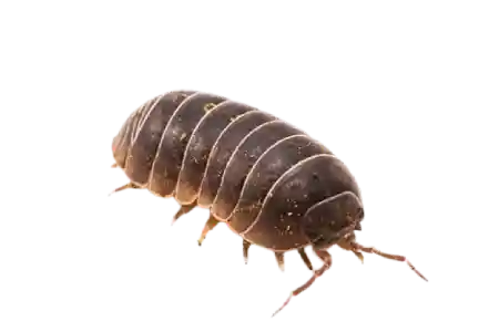 Pill bugs like this are easy to exterminate with professional pest control service