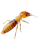 Termite